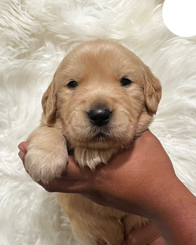 Golden Retriever Puppy media 6