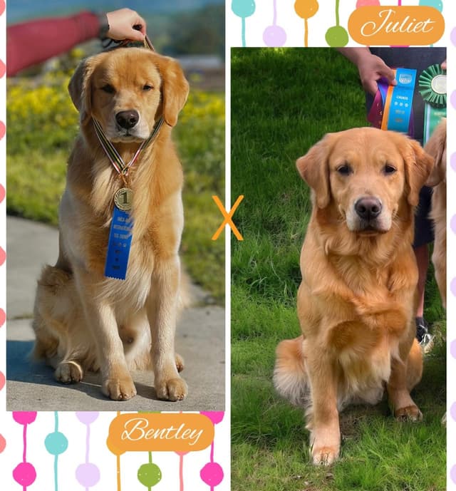 Golden Retriever Puppy media 7