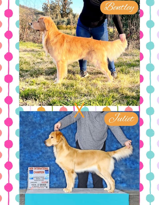 Golden Retriever Puppy media 8