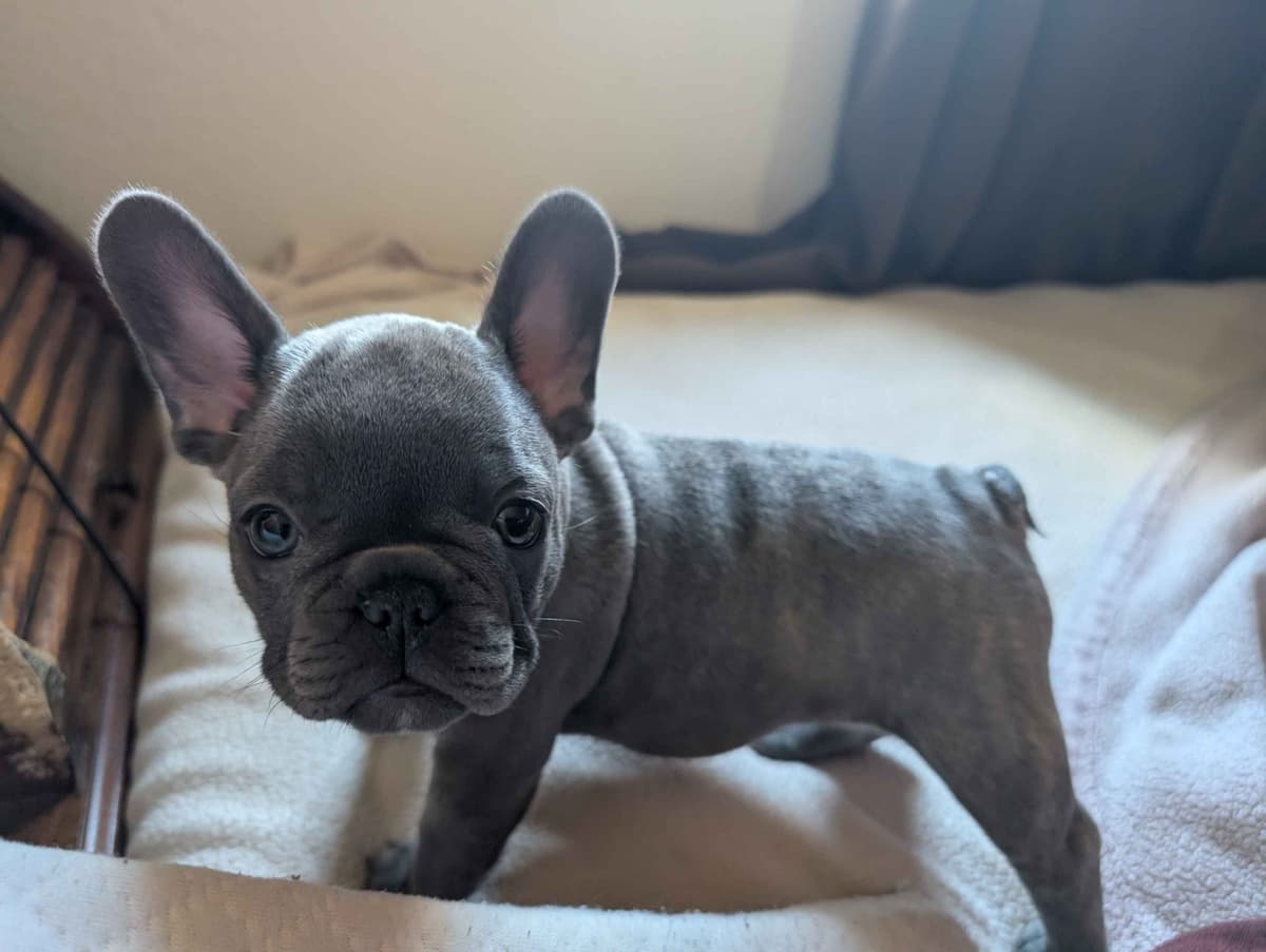 French Bulldog Puppies breeder image 2