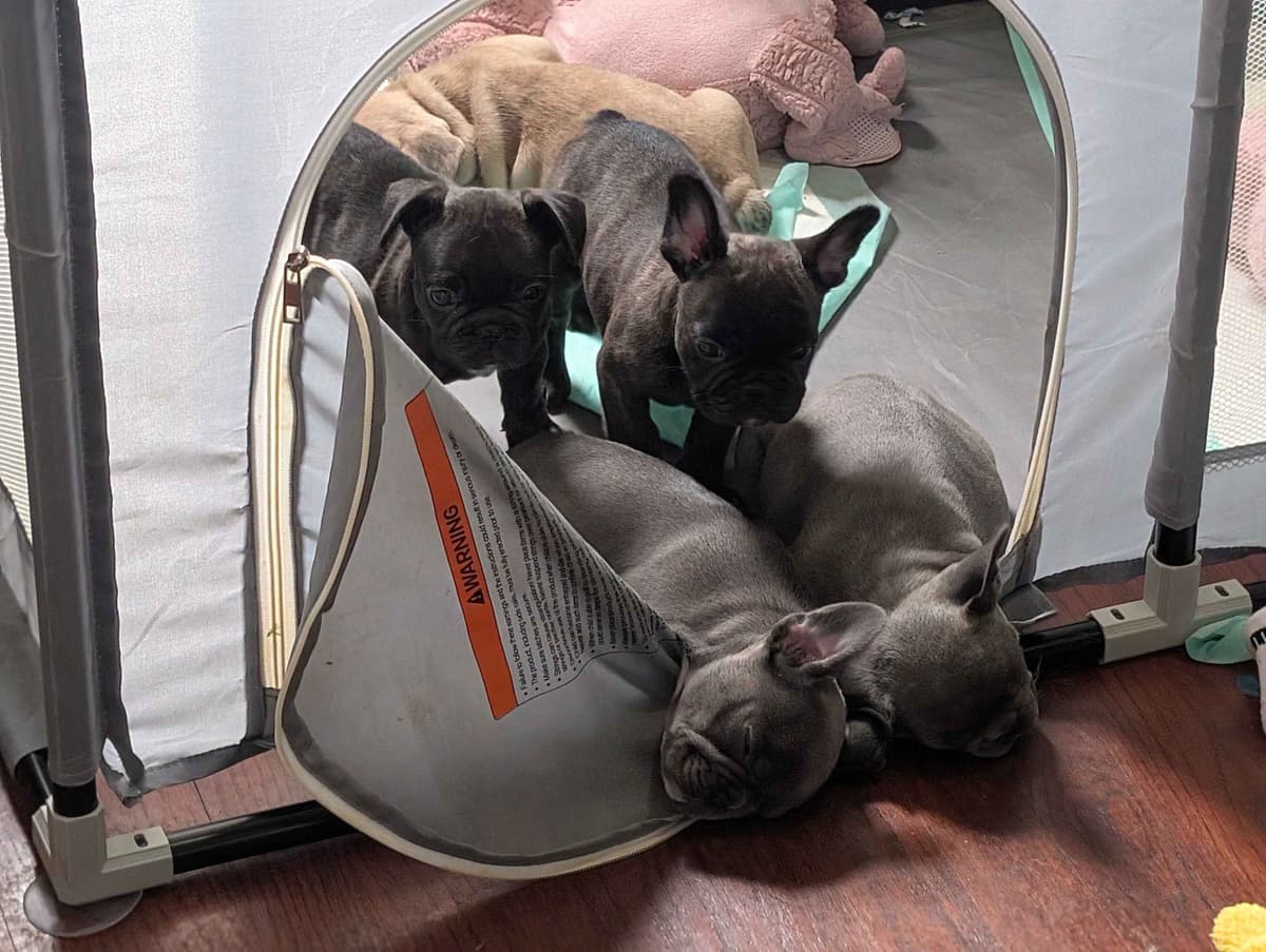 French Bulldog Puppies breeder image 3