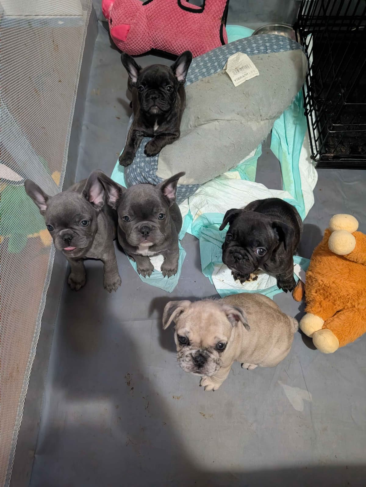 French Bulldog Puppies breeder image 4