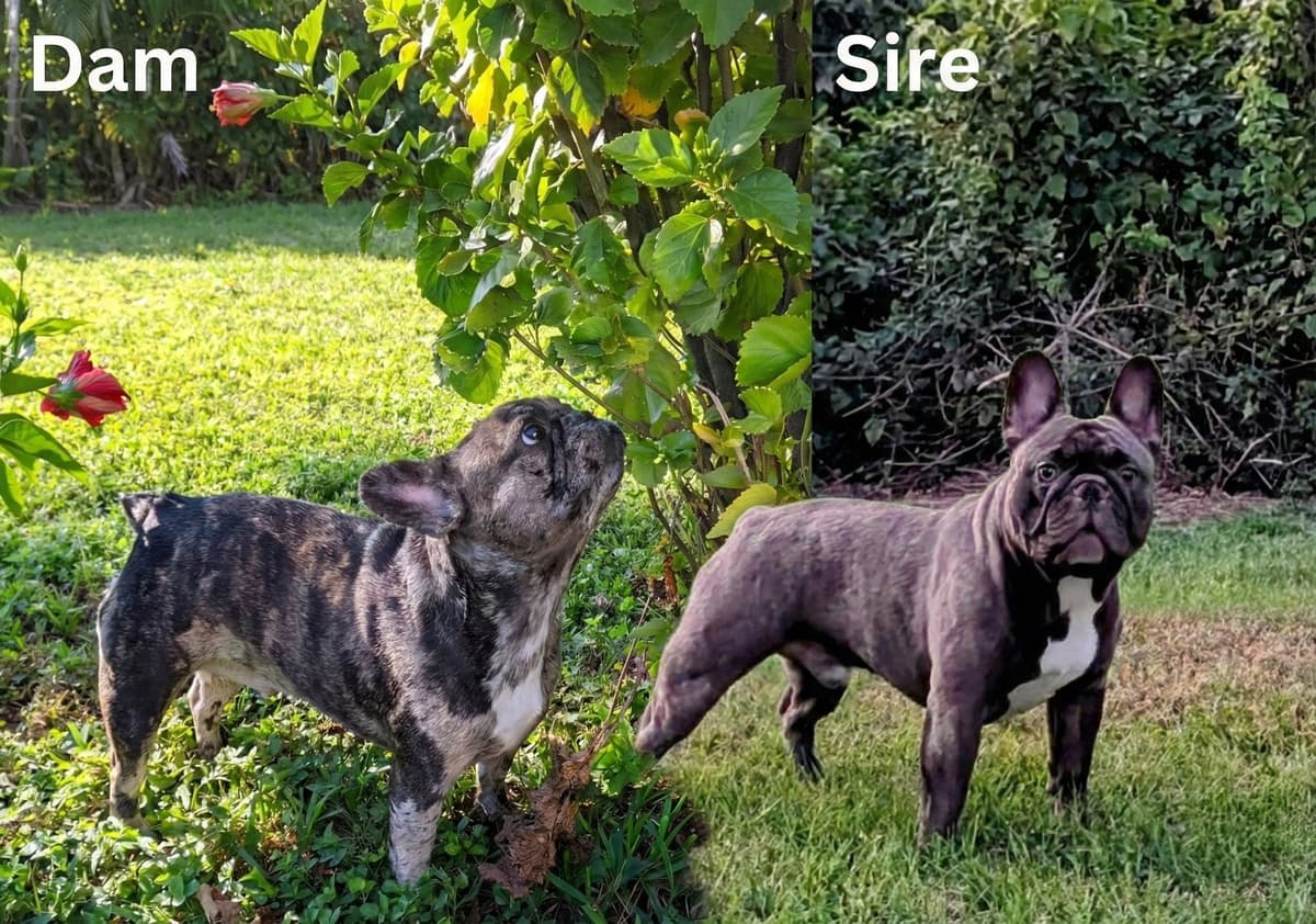 French Bulldog Puppies breeder image 5