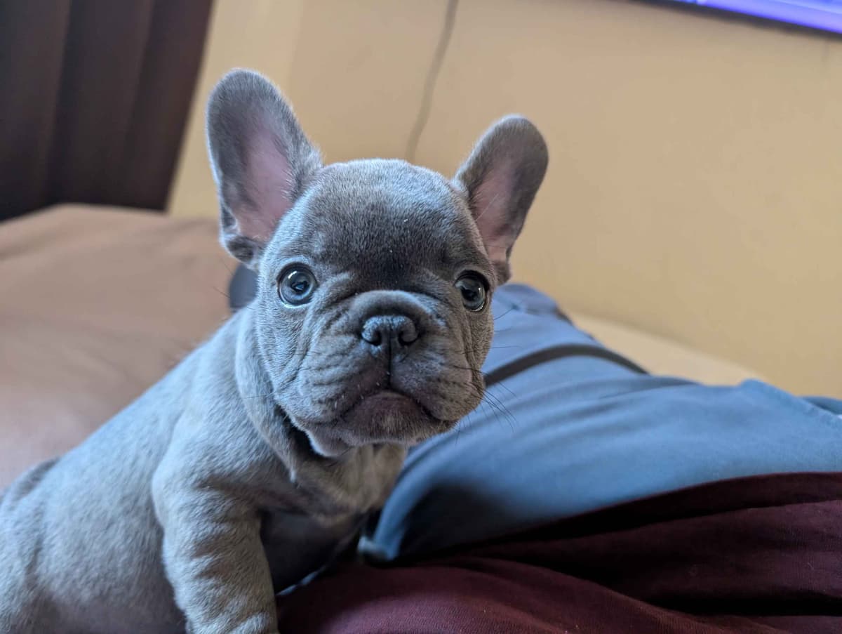 French Bulldog Puppies breeder image 6