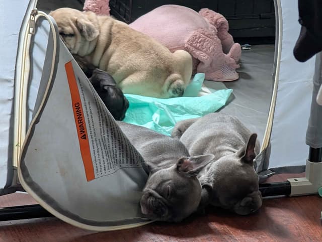 French Bulldog Puppies media 8