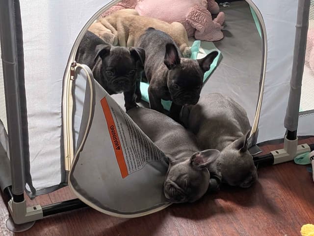 French Bulldog Puppies media 9