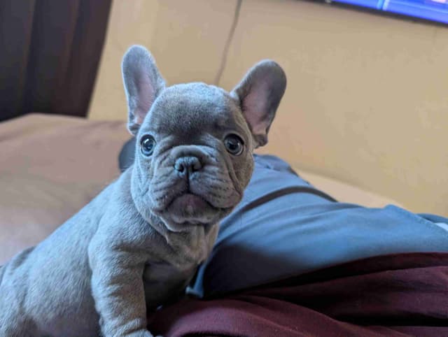 French Bulldog Puppies media 11