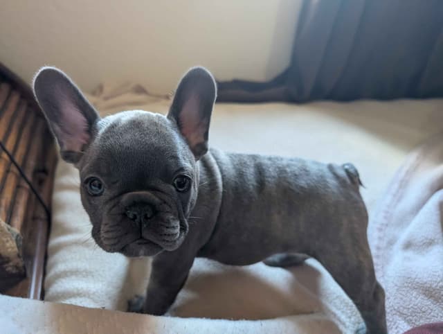 French Bulldog Puppies media 13