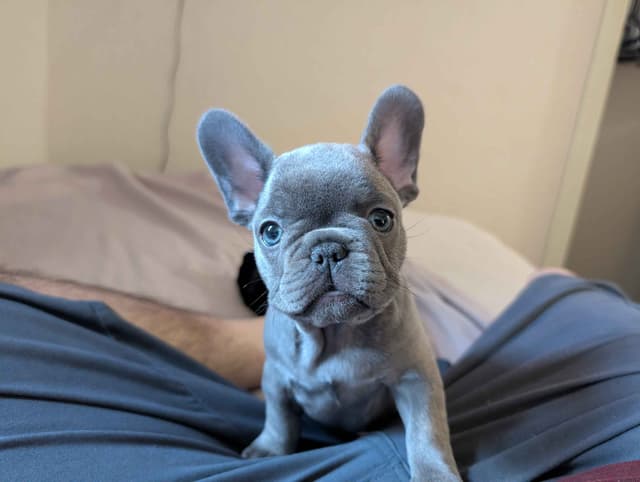 French Bulldog Puppies media 10