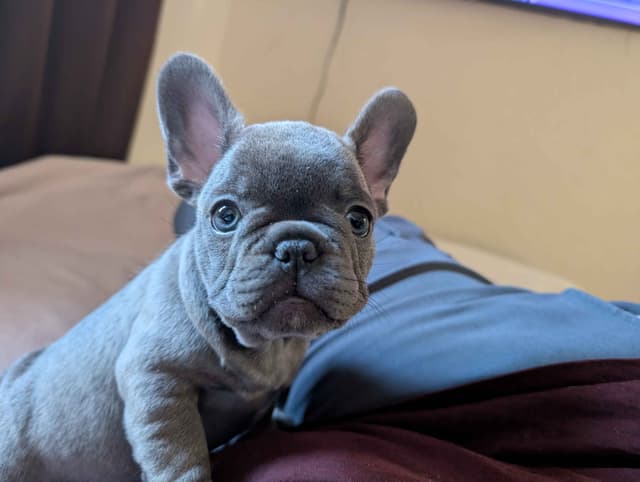 French Bulldog Puppies media 12