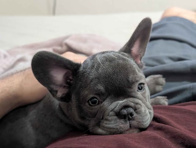 French Bulldog Puppies media 15
