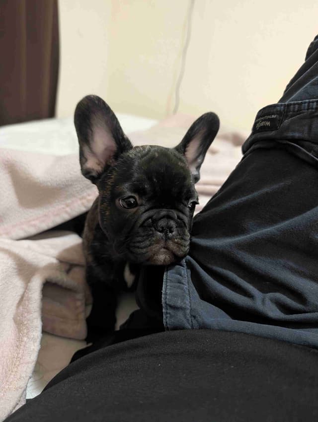 French Bulldog Puppies media 16