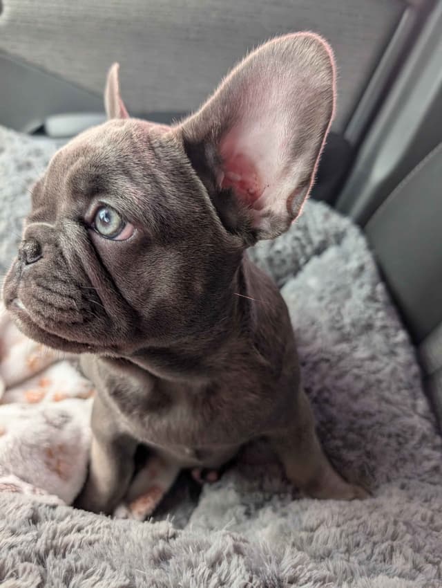 French Bulldog Puppies media 14