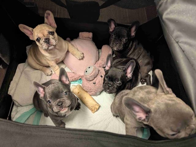 French Bulldog Puppies media 2