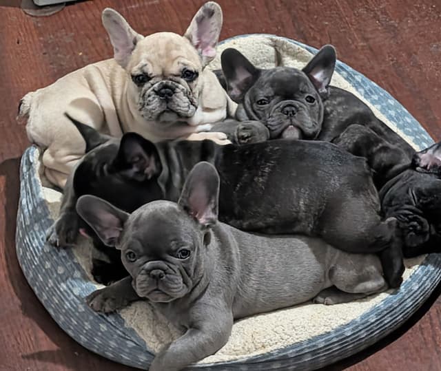 French Bulldog Puppies media 4