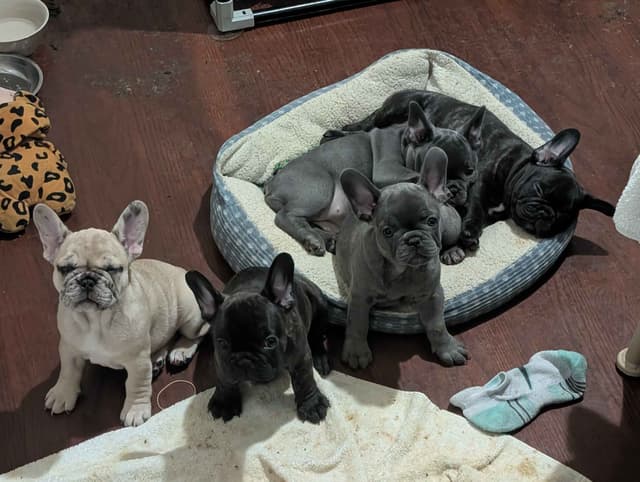 French Bulldog Puppies media 6