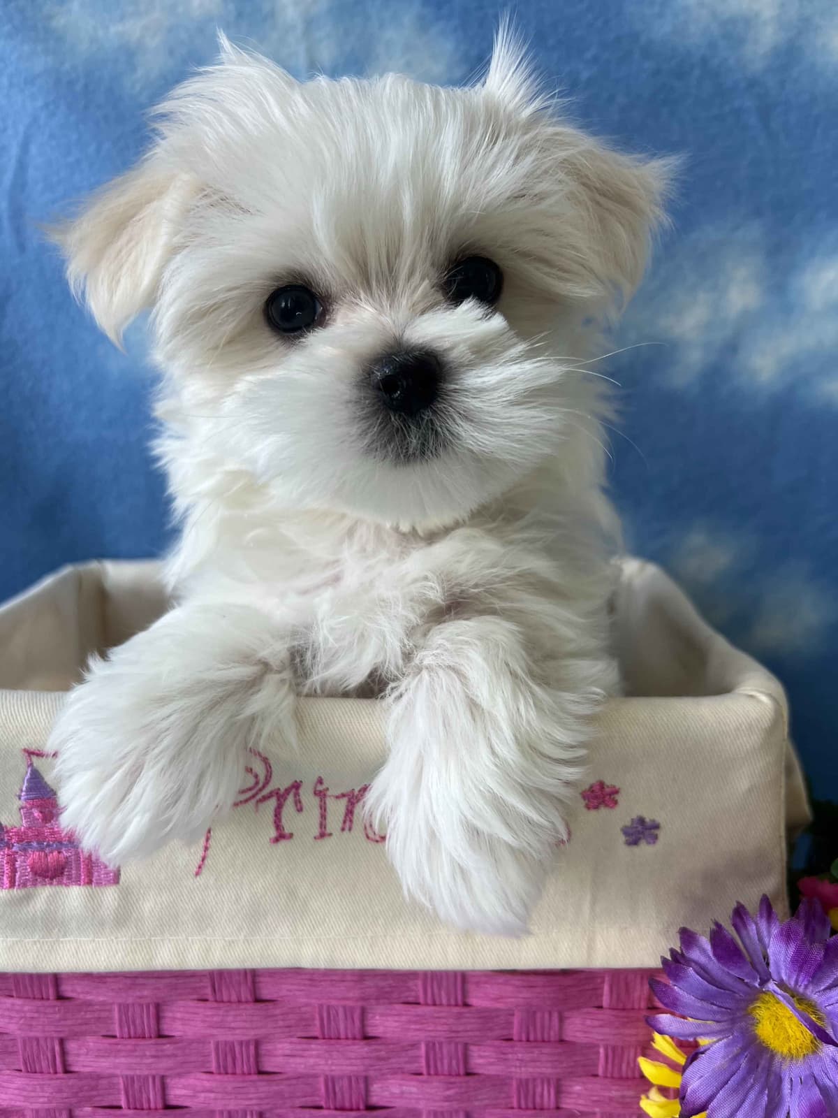 Maltese Forever Puppies! breeder image 1