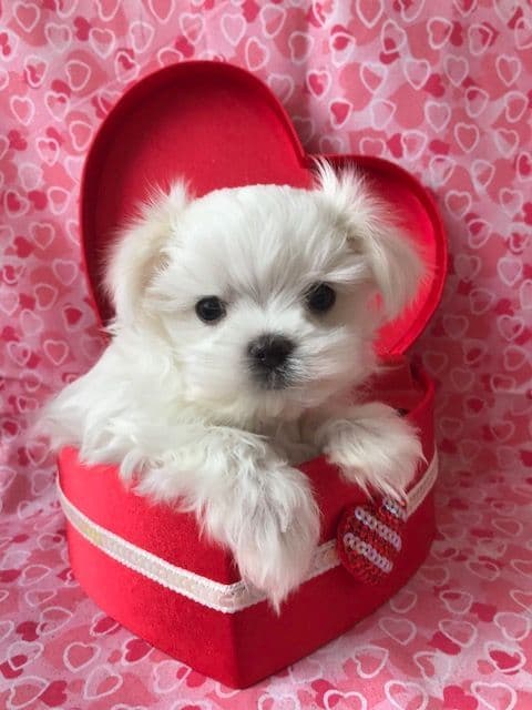 Maltese Forever Puppies! breeder image 4