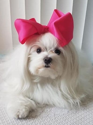 Maltese Forever Puppies! breeder image 5