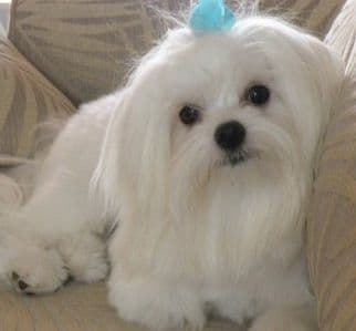 Maltese Forever Puppies! breeder image 6
