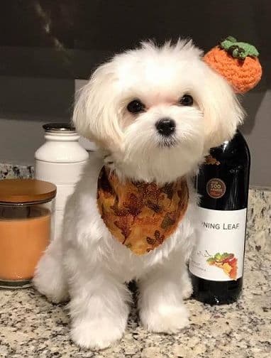Maltese Forever Puppies! breeder image 7