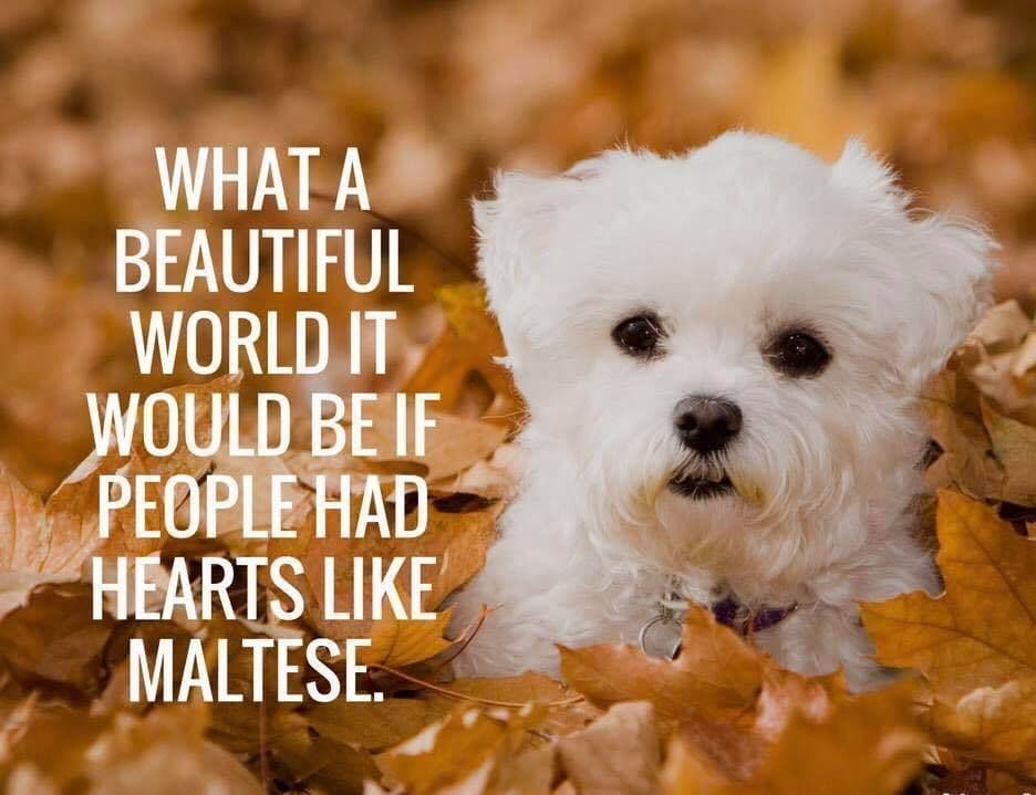 Maltese Forever Puppies! breeder image 8