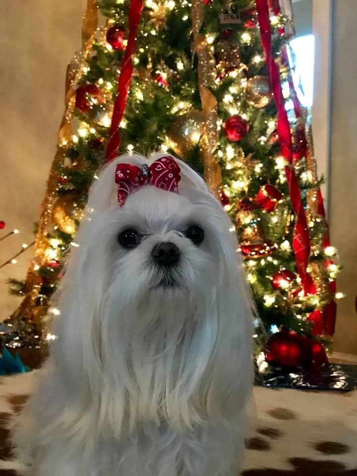 Maltese Forever Puppies! breeder image 9