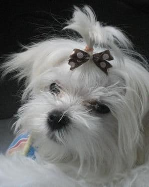 Maltese Forever Puppies! breeder image 10