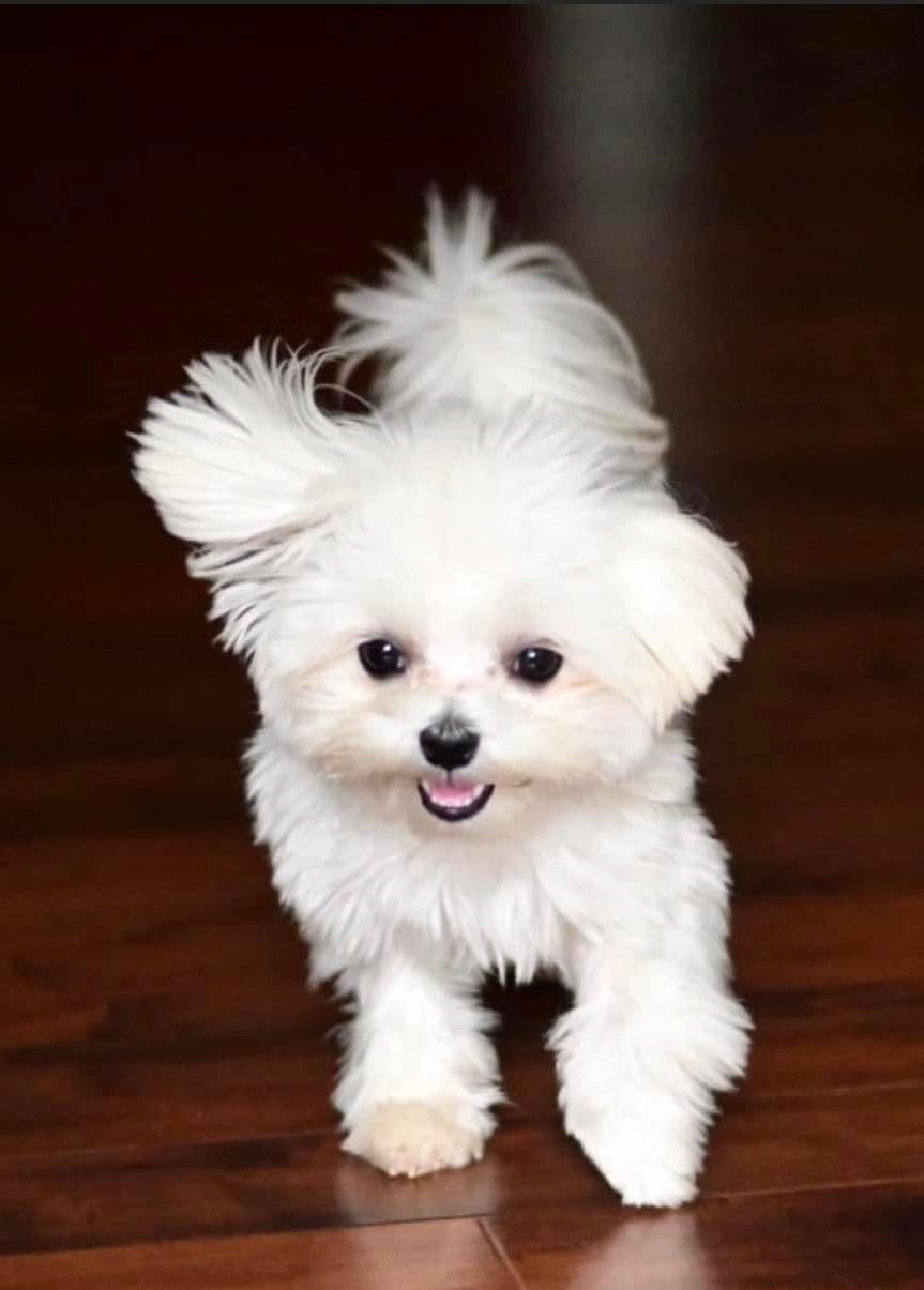 Maltese Forever Puppies! breeder image 12