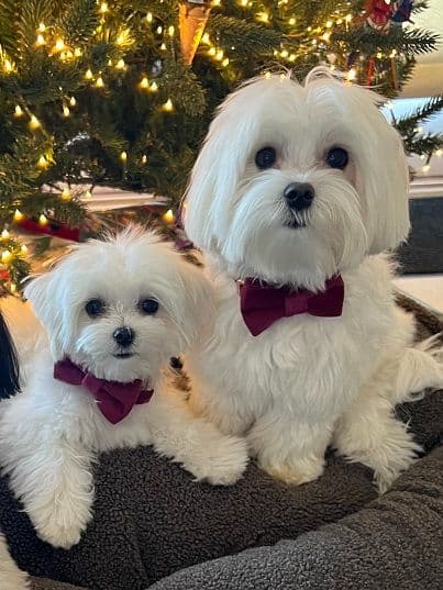 Maltese Forever Puppies! breeder image 13