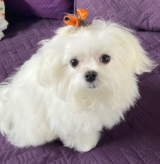 Maltese Forever Puppies! breeder image 14