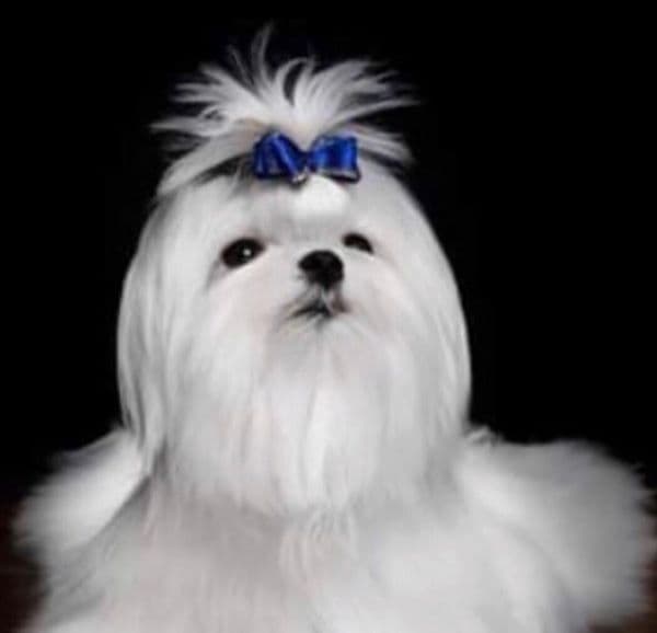 Maltese Forever Puppies! breeder image 15