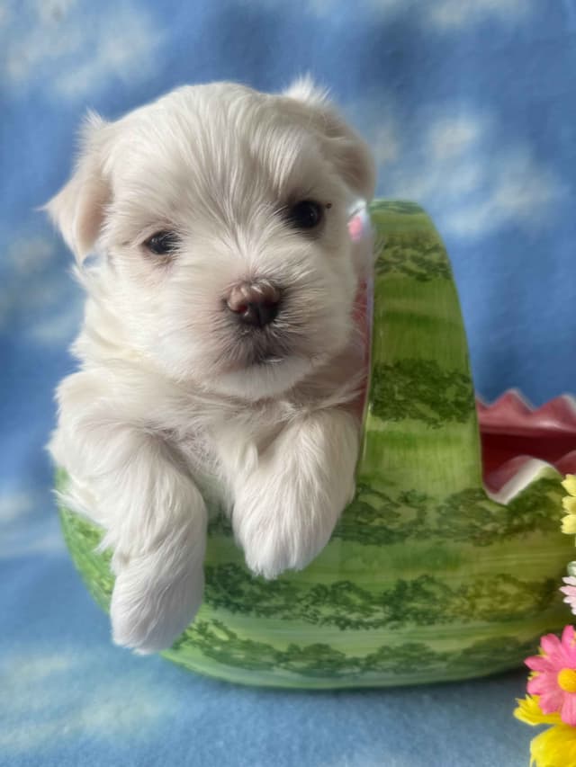 Maltese Forever Puppies! media 2