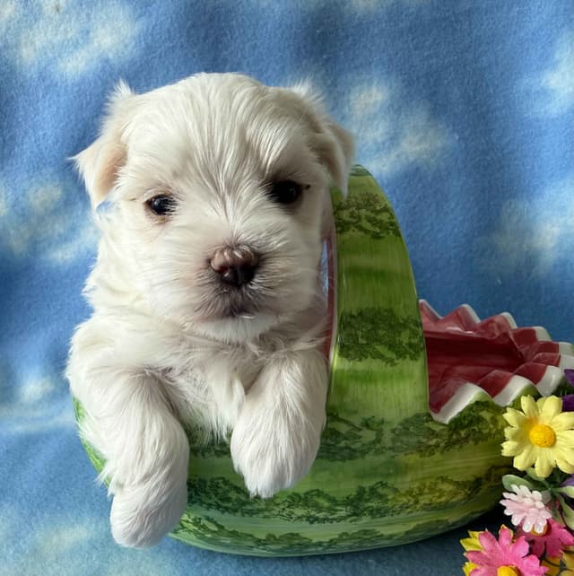 Maltese Forever Puppies! media 3