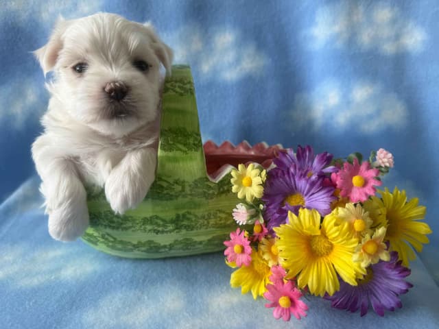 Maltese Forever Puppies! media 4