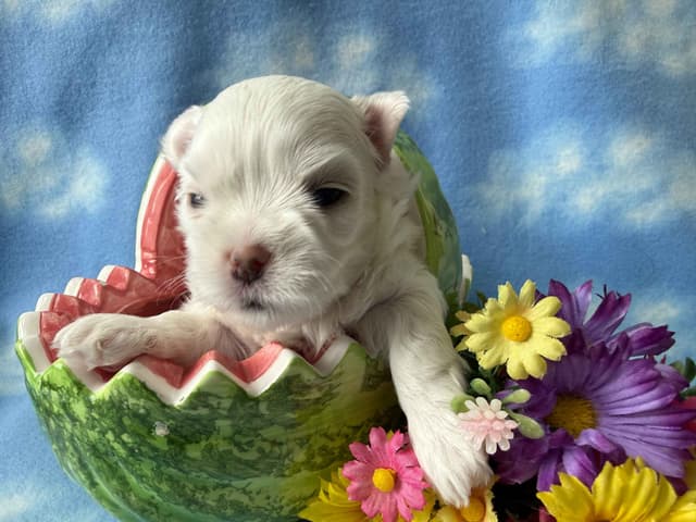 Maltese Puppies media 3