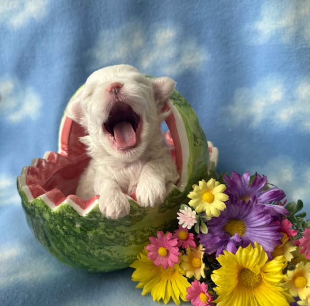 Maltese Puppies media 4