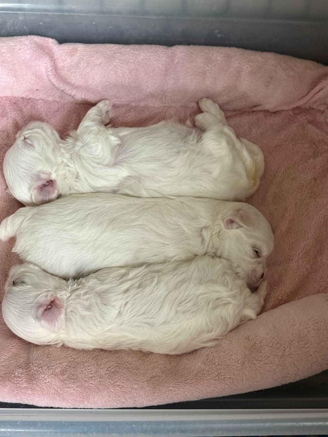 Maltese Puppies media 5