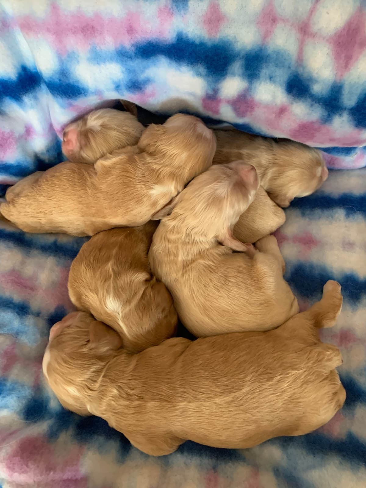 Cocker Spaniel Puppies breeder image 1
