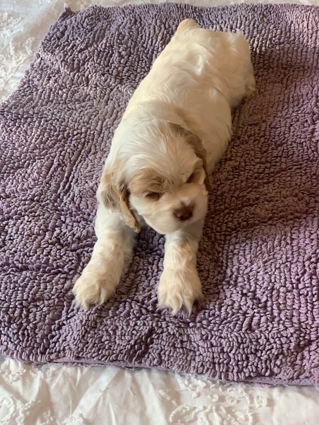 Cocker Spaniel Puppies media 5