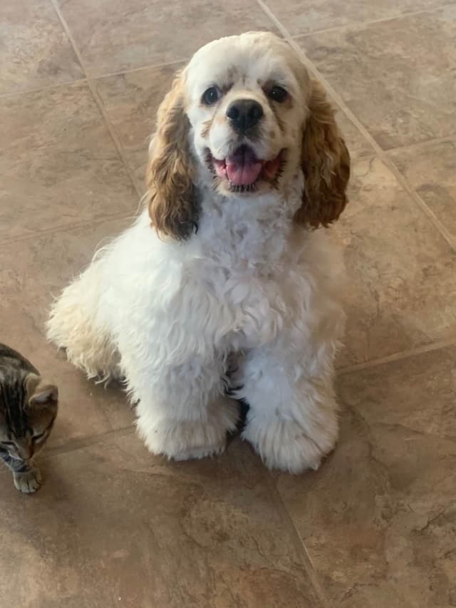 Cocker Spaniel Puppies media 6