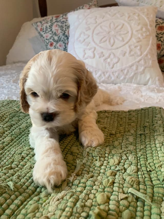 Cocker Spaniel Puppies media 2