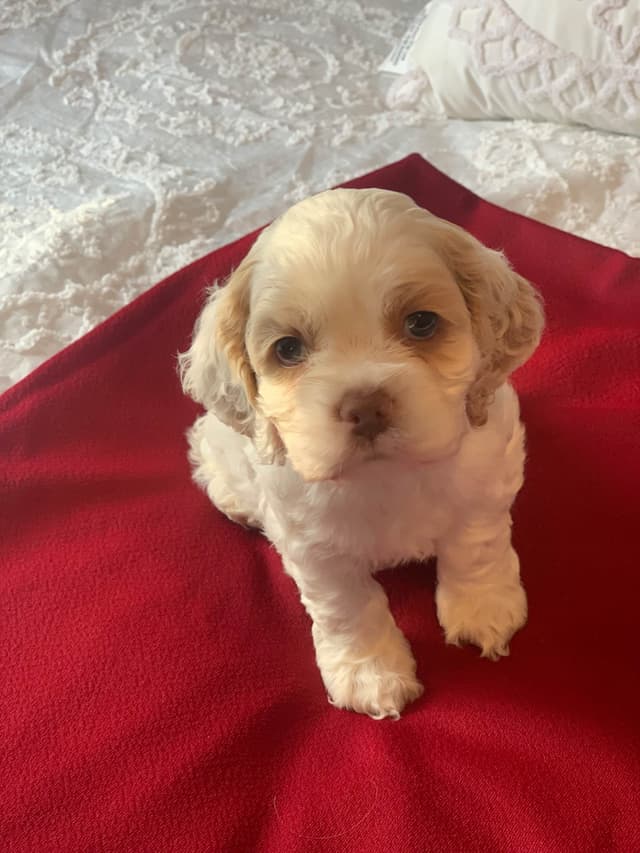 Cocker Spaniel Puppies media 3