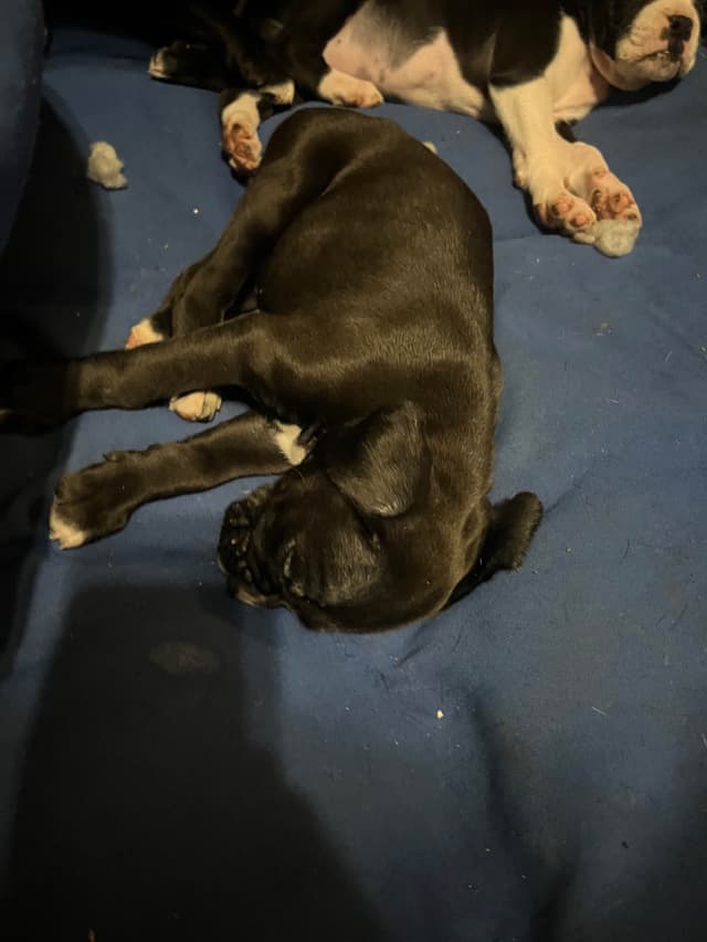 Boxer Puppies media 5