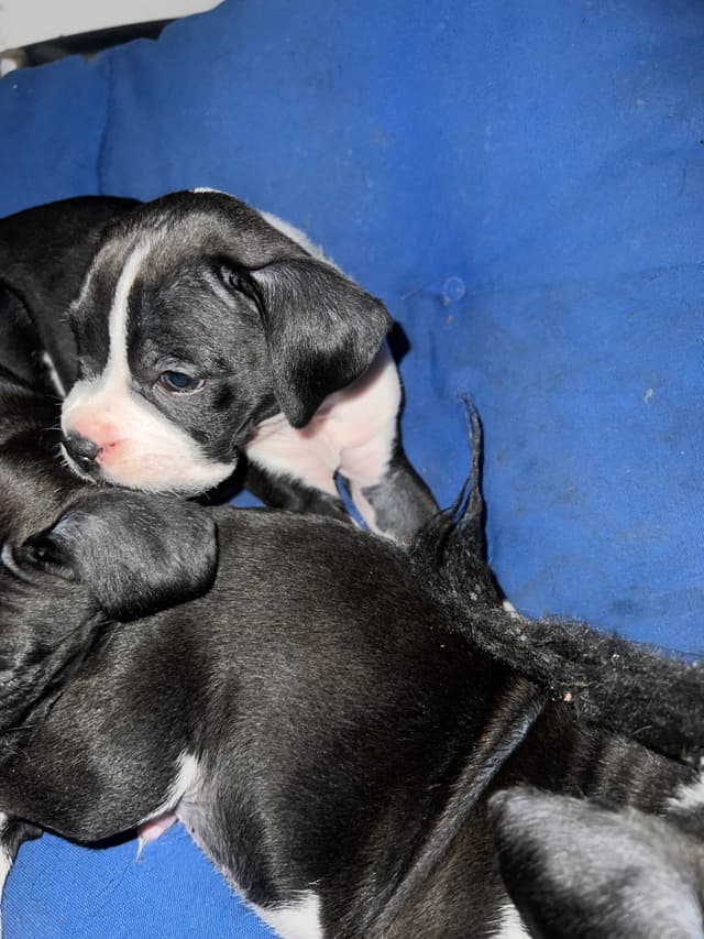 Boxer Puppies media 6