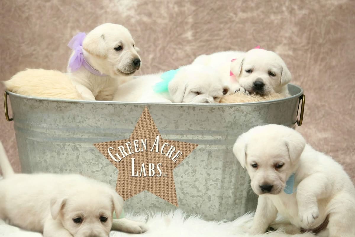 English Labrador Retriever Puppies breeder image 1