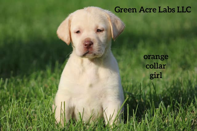 English Labrador Retriever Puppies media 2