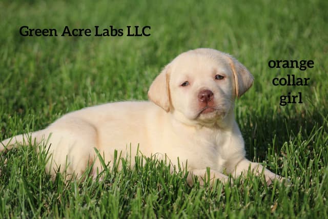 English Labrador Retriever Puppies media 3