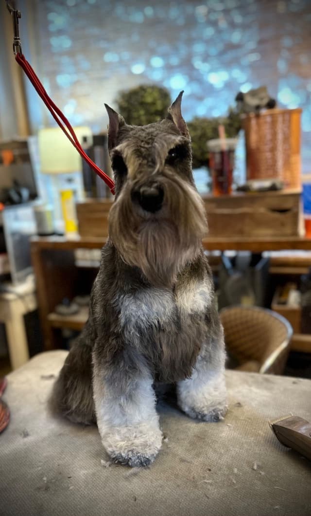 Miniature Schnauzer Puppies media 2