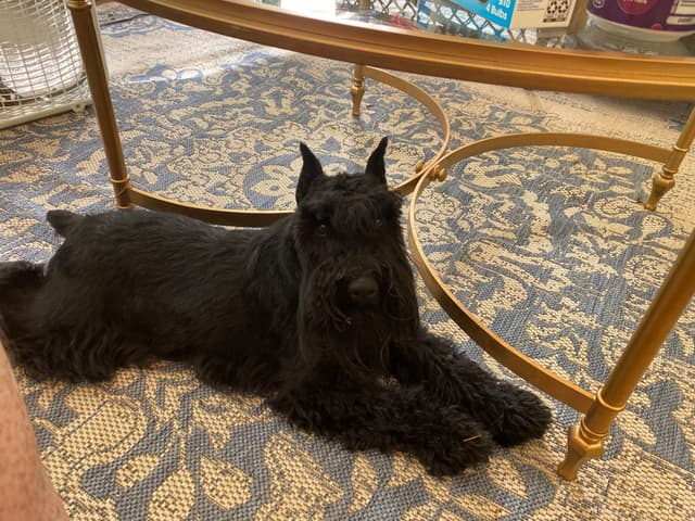Miniature Schnauzer Puppies media 3